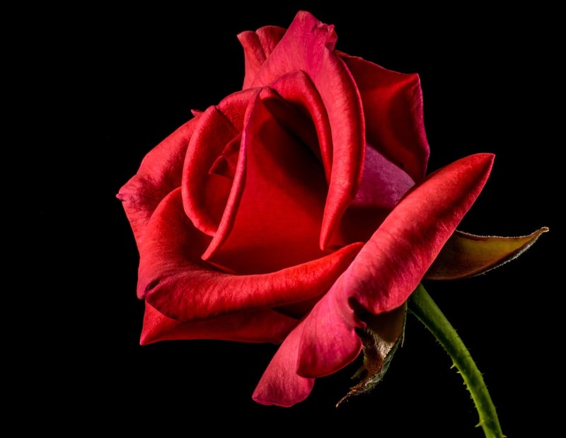 Enchanting Arrangements