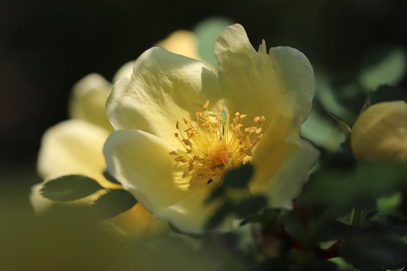 Whimsical Blooms
